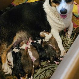 Pembroke Welsh Corgi Puppies from Gingersnap Pembroke Welsh Corgis