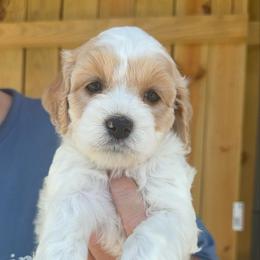 Daphne - Red and white female Cockapoo puppy in Connersville, Indiana from MoonShine Babies