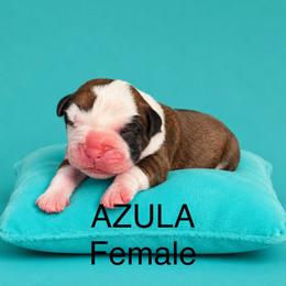 AZULA - Fawn female Boxer puppy in Abilene, Texas from L&L Euro Boxers and Small Town Shih Tzus