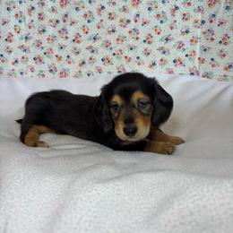 Finn - Black and tan male Dachshund puppy in Mountain Grove, Missouri from Happy Hounds