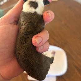 Red female 2 - Red female Pembroke Welsh Corgi puppy in Chubbuck, Idaho from Sunny J Corgis and Mini Americans