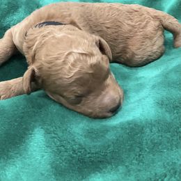 Basil - Red  male Poodle puppy in Wilmington, Delaware from Imperial Poodles LLC