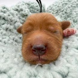 M M - Red  male Goldendoodle puppy in Sunman, Indiana from Brunsman Country Doodles LLC