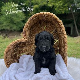 Dynamic - Black male Goldendoodle puppy in Grove, Oklahoma from Guinn Family Farms