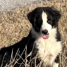 Miniature American Shepherd Puppies from Rikashay Kennels