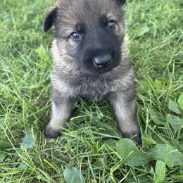 Max - Sable male German Shepherd puppy in Humboldt, Iowa from Carlson Hill Farm
