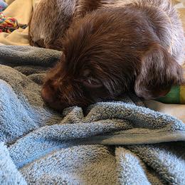 Girl 1 - Brown and gray female Wirehaired Pointing Griffon puppy in Maiden, North Carolina from Saint Barbara's Wirehaired Pointing Griffons