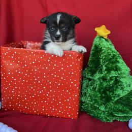 Albert - Black and tan male American Corgi puppy in Washington, Arkansas from Foxy Knoll Farm