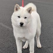 Hokkaido Puppies from Apricity Kennel