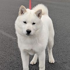 Hokkaido Puppies from Apricity Kennel
