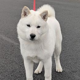 Hokkaido Puppies from Apricity Kennel