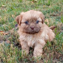 Amy - Chocolate female Shih Tzu puppy in Grand Prairie, Texas from R&R Shih-Tzus & Stud Services