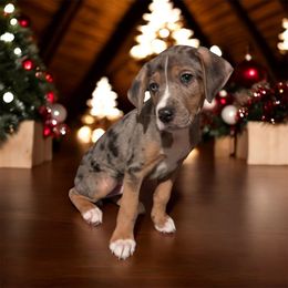 Whiskey - Blue merle male Catahoula Leopard Dog puppy in Cottonwood, California from Cottonwood Creek Catahoula’s