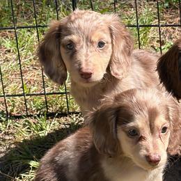 Teddy (ready this weekend) - Dapple male Dachshund puppy in Dinwiddie, Virginia from White Oak Kennels
