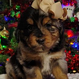 Dumpling - Blue merle female Miniature Australian Shepherd puppy in Muskogee, Oklahoma from Tagalong Lane Australian shepherds