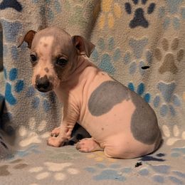 Passion Fruit - White and red male American Hairless Terrier puppy in Phoenix, Arizona from Bare Valley