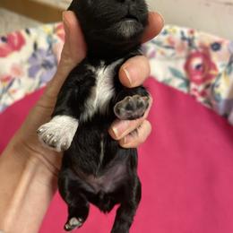 Girl 4 - Black female Miniature Schnauzer puppy in Malvern, Arkansas from Deep South Miniature Schnauzers