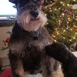 Miniature Schnauzers from Thaddeus's Miniature Schnauzers