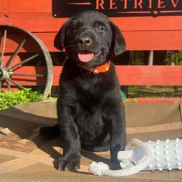 Orange - Black male Labrador Retriever puppy in Monticello, Georgia from Hollow Meadows Retrievers