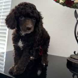 Happy - Brown female Poodle puppy in Lathrop, California from Stellar Poodles