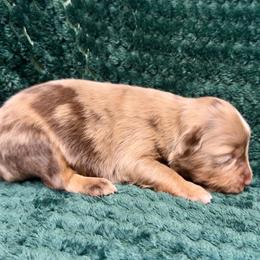 RMM7 - Red merle male Toy Australian Shepherd puppy in Pryor Creek, Oklahoma from DK’s Littles & Co