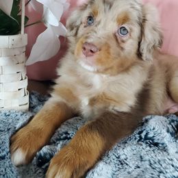 Assorted Doodle Crosses and Aussiedoodle Puppies from Do Wah Diddy Doodles