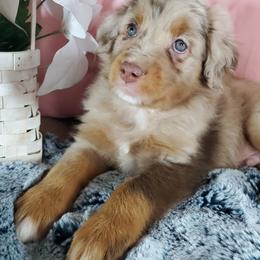 Assorted Doodle Crosses and Aussiedoodle Puppies from Do Wah Diddy Doodles