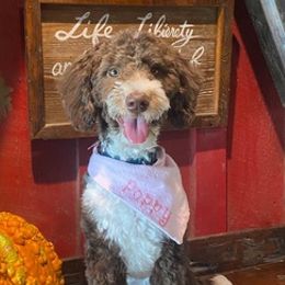 Cockapoos, Cocker Spaniels, and Goldendoodles from MyKy Puppies