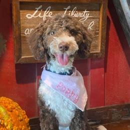 Cockapoos, Cocker Spaniels, and Goldendoodles from MyKy Puppies