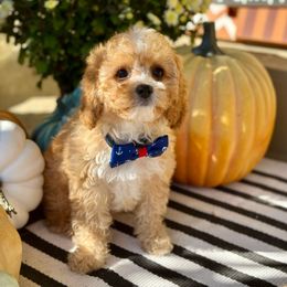 Leonard - Red male Cavapoo puppy in Chipley, Florida from Coastal Cavapoos
