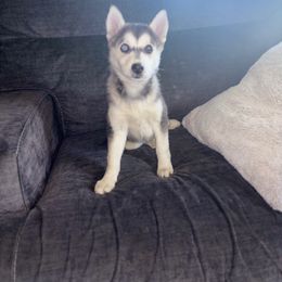 Sophie - Tri-color female Pomsky puppy in Burton, Michigan from Snow Shark Pomskys