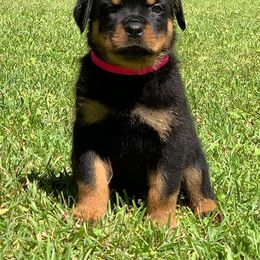 German Shepherd and Rottweiler Puppies from Dreamweaver Kennels