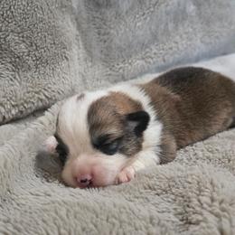 Grey Collar Female - Red female Pembroke Welsh Corgi puppy in Tenino, Washington from LoneStar Corgis NW