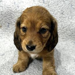 Laurel - Red female Dachshund puppy in Little Rock, Arkansas from Divine Doxies