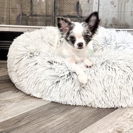 Tweak - Merle female Chihuahua puppy in Anderson, South Carolina from Lil Treasures Chihuahuas