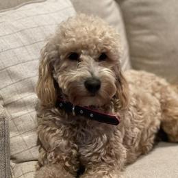 Lucy - Goldendoodle