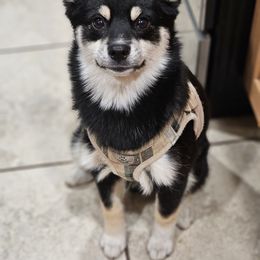 Pomeranian and Pomsky Puppies from Northern Cali Pomskies