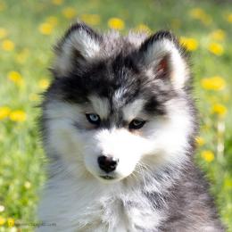 Marigold - Gray and white male Pomsky puppy in Moultonborough, New Hampshire from Foxfire Arctic Spitz