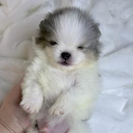 Dexter - Blue merle male Pomeranian puppy in Youngstown, Ohio from Peachy Pomeranians