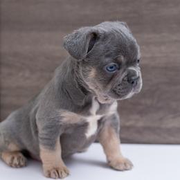 Jacob - Blue fawn male French Bulldog puppy in Austin, Texas from Wardsfrenchies2yours