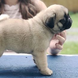 Pug Puppies from Cydney & Co Pugs