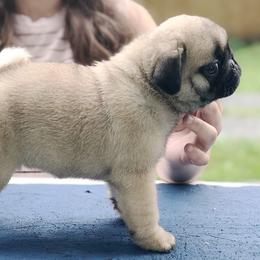 Pug Puppies from Cydney & Co Pugs