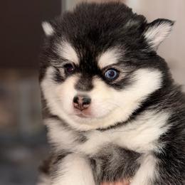 Patriot - Black and white male Pomsky puppy in Spring Hill, Florida from Besties Paw Life
