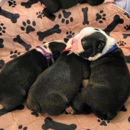 Boston Terrier Puppies from Simply Boston