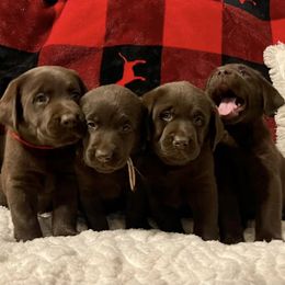 Labrador Retrievers from Skywater Labrador Retrievers