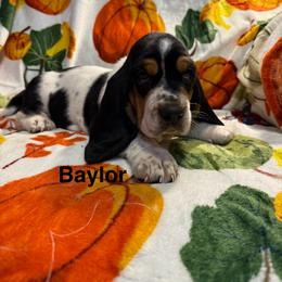 Baylor - Black red and white male Basset Hound puppy in Ringling, Oklahoma from BnL Bassets