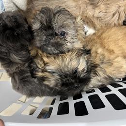 Shih Tzu Puppies from Lavender Lane Tzus