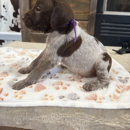 Girl 3 - Liver roan female German Shorthaired Pointer puppy in Huntington, Texas from B&B GSP’S