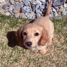 Molly - Cream female Dachshund puppy in Colorado Springs, Colorado from Clear Creek Dachshunds