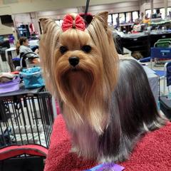 Isla - Yorkshire Terrier